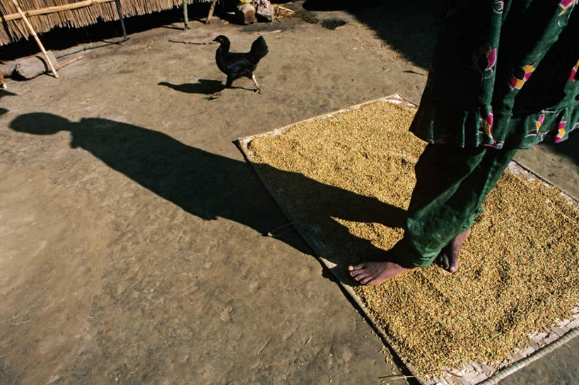 中年人,一个人,站,横图,农业,小麦,孟加拉国,亚洲,仅一个女性,仅一个人,阴影,工作,食品,饮食,仅一个中年女性,赤脚,摄影,南亚,孟加拉人民共和国,女人,女性,中年女性,彩图