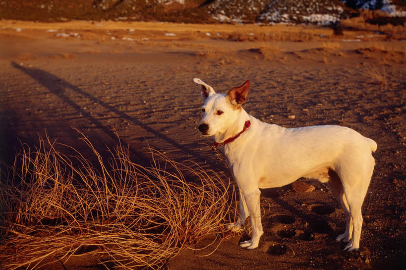 无人,站,横图,俯视,室外,白天,探险,纯洁,日落,宠物,狗,美国,阴影,梗犬,沙丘,看,家畜,可爱,童年,童趣,摄影,北美,童真,烂漫,无邪,忠诚,科罗拉多州,盗贼,大沙丘国家公园,冒险,天真,彩图,高角度拍摄,动物行为,好奇心,宠物项圈