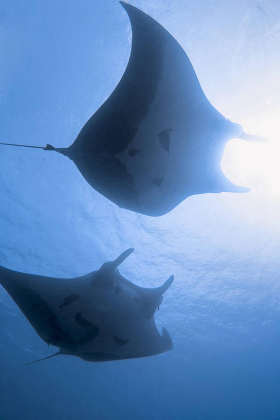 游泳,无人,竖图,仰视,水下,海洋,热带鱼,动物,两只,摄影,热带气候,逆光,彩图,低角度拍摄