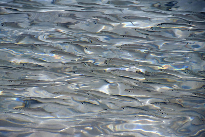 无人,横图,马尔代夫,一群,许多,鱼群,很多,摄影,印度洋,彩图,银汉鱼