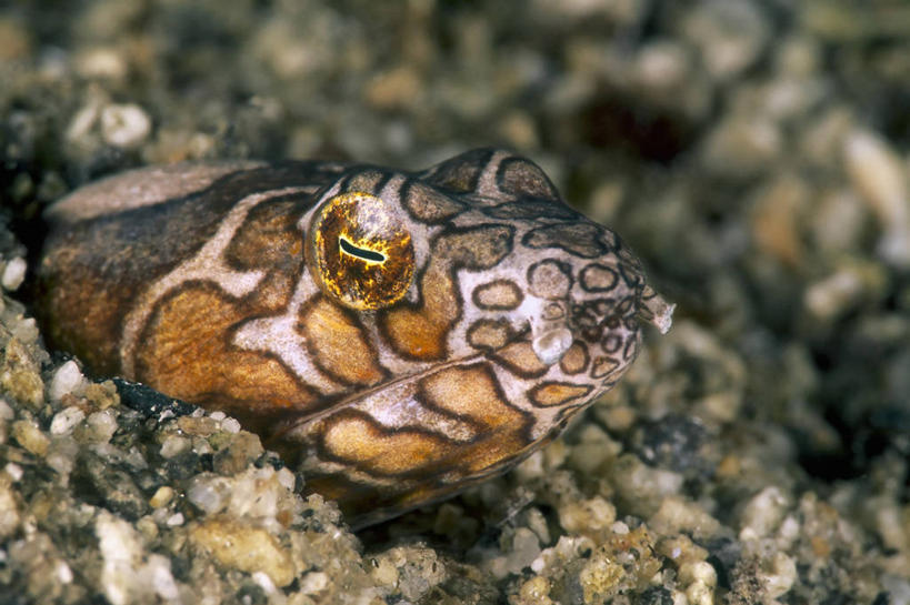 无人,横图,特写,水下,海洋,热带鱼,巴布亚新几内亚,沙子,斑点,摄影,部分,铜,热带气候,咸水鳗,彩图