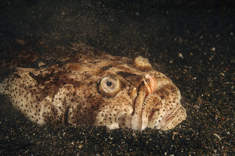 无人,横图,特写,水下,海洋,印度尼西亚,沙子,摄影,部分,隐藏,印度洋,伪装,丑陋,瞻星鱼,彩图