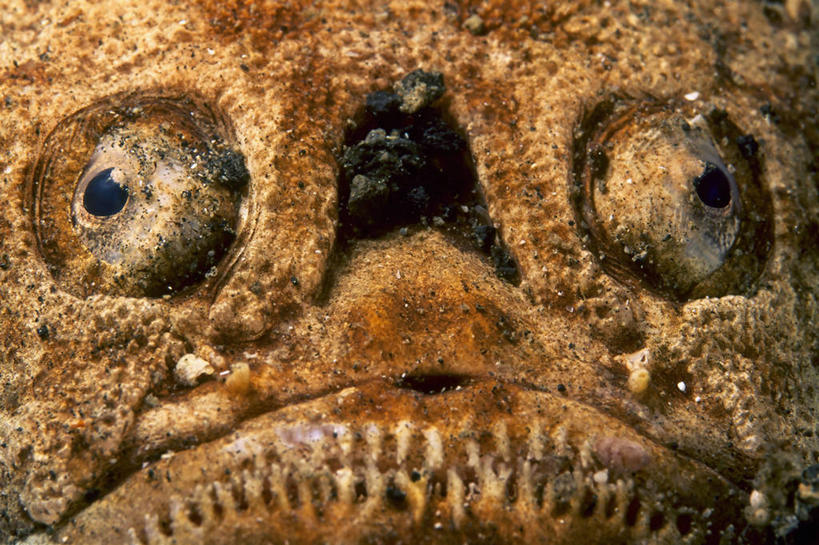 无人,横图,特写,水下,海洋,热带鱼,印度尼西亚,沙子,橙色,摄影,部分,隐藏,热带气候,印度洋,伪装,丑陋,瞻星鱼,彩图,全画面,全框架,全帧,全画幅