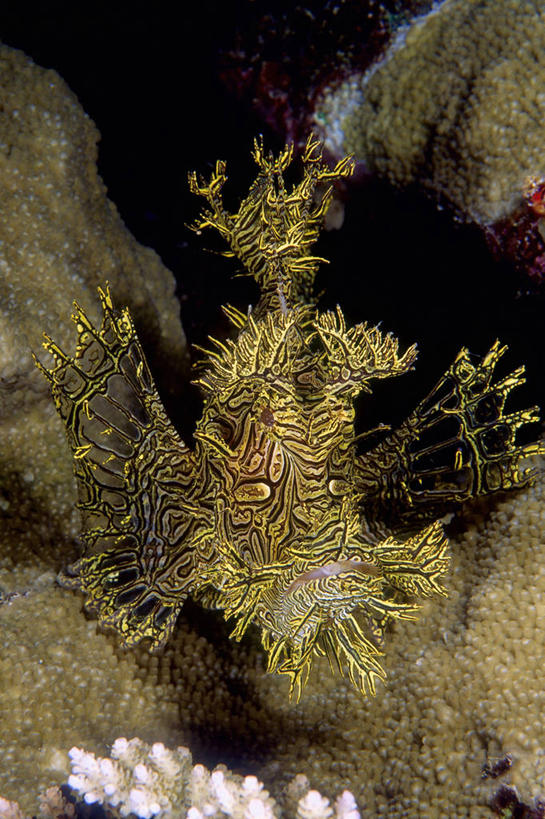 无人,竖图,正面,水下,海洋,巴布亚新几内亚,鱼,鱼类,海洋生物,黄色,摄影,水生动物,水生物,海底动物,花狮子,裸胸鲉,前鳍吻鮋,伊豆鲉,彩图