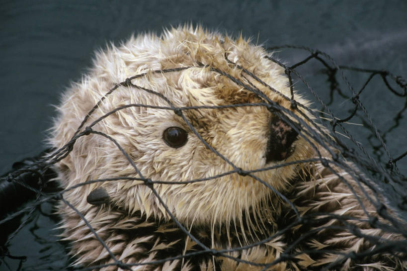 无人,横图,特写,侧面,纯洁,哺乳动物,野生动物,美国,科学,网,动物,可爱,童年,童趣,摄影,环境,生物学,海獭,童真,烂漫,无邪,瓦尔迪兹,天真,彩图