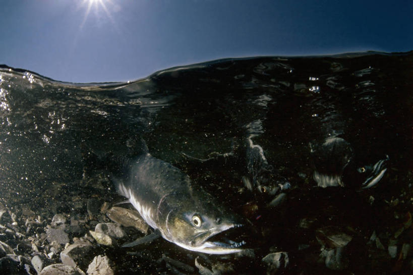 无人,横图,水下,海洋,鲑鱼,美国,摄影,产卵,瓦尔迪兹,彩图