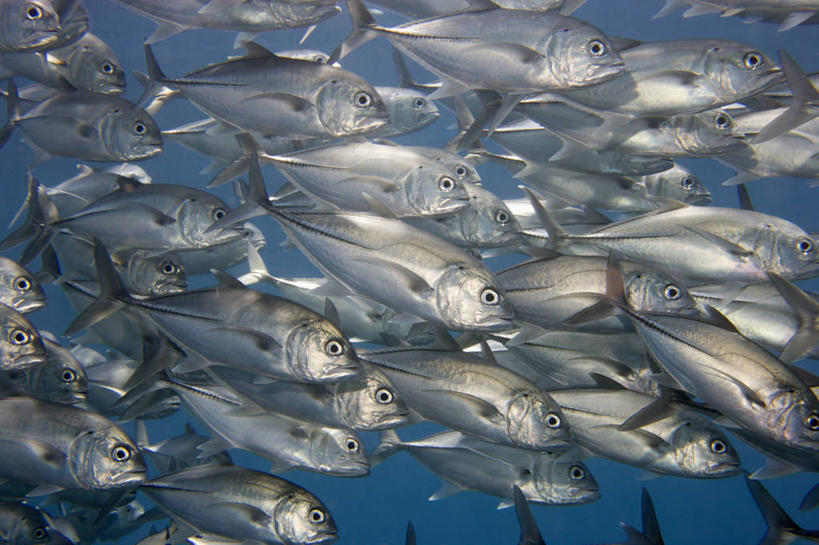 无人,横图,团队,水下,水,印度尼西亚,一群,许多,鱼,鱼群,很多,鱼类,自然,动物,摄影,保护,鲈鱼,鲹,花鲈,鲈板,鲈子鱼,迷惑,伊里安查亚,辐鳍鱼,彩图,大眼鲹,杰克鱼,巴厘