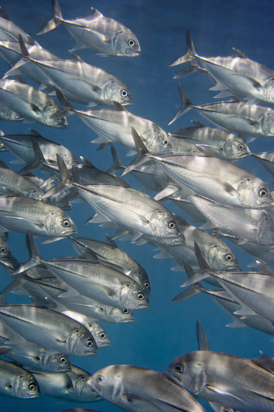 无人,竖图,团队,水下,水,印度尼西亚,一群,许多,鱼,鱼群,很多,鱼类,自然,动物,摄影,保护,鲈鱼,鲹,花鲈,鲈板,鲈子鱼,迷惑,辐鳍鱼,彩图,大眼鲹,杰克鱼,巴厘