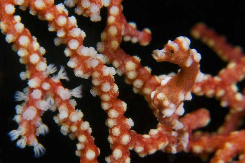 无人,横图,特写,水下,水,印度尼西亚,小的,珊瑚,海洋生物,无脊椎动物,自然,动物,摄影,多样,海马,腔肠动物,隐藏,柳珊瑚,伪装,刺胞动物,西巴布亚省,珊瑚虫,石帆,伊里安查亚,海团扇,豆丁海马,彩图