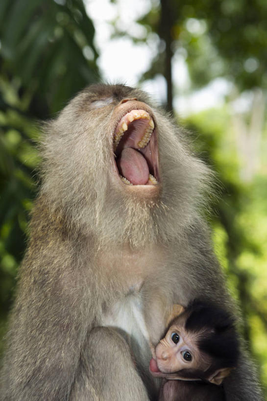 皱纹,无人,攀登,竖图,室外,特写,白天,野生动物,猴子,印度尼西亚,哺乳,自然,动物,打哈欠,张嘴,两只,童年,摄影,尖叫,长尾猕猴,痛苦,嚎叫,张大嘴巴,灵长目,张开嘴,彩图,巴厘,脊椎动物亚门