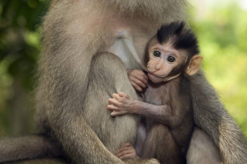 皱纹,无人,攀登,横图,室外,特写,白天,纯洁,野生动物,猴子,印度尼西亚,哺乳,自然,动物,两只,可爱,童年,童趣,摄影,长尾猕猴,童真,烂漫,无邪,灵长目,天真,彩图,弱点,巴厘,脊椎动物亚门