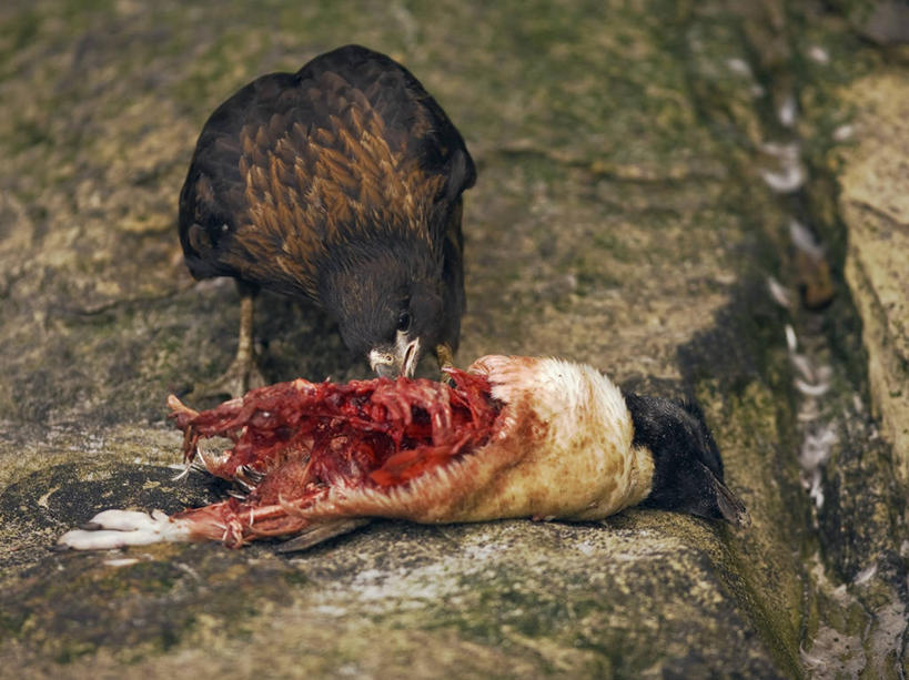吃,横图,室外,白天,海洋,水,企鹅,野生动物,鸟类,捕食,动物,大西洋,摄影,环境,死亡,喙,杀害,惊骇,福克兰群岛,大西洋群岛,老鹰,彩图,南冰洋