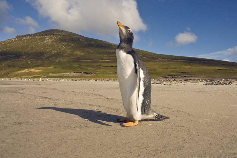 无人,横图,室外,白天,侧面,全球变暖,企鹅,摇摆,鸟类,沙子,摄影,温度,巴布亚企鹅,福克兰群岛,海滩,彩图,独处