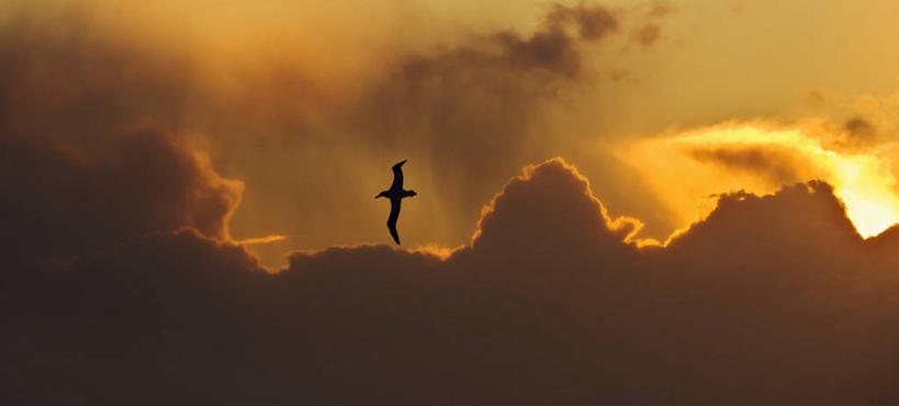 无人,横图,全景,室外,白天,自由,海洋,日落,信天翁,日光,鸟类,光,云,高处,天气,半空,飞,自然,摄影,环境,气候,南极洲,逆光,步行,彩图,南冰洋