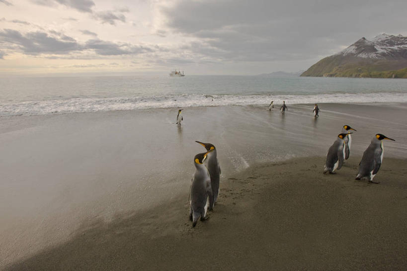 横图,室外,白天,旅游,度假,海浪,海洋,美景,水,企鹅,野生动物,鸟类,地形,景观,娱乐,自然,动物,享受,休闲,景色,放松,摄影,自然风光,帝企鹅,大西洋群岛,海滩,彩图,南冰洋