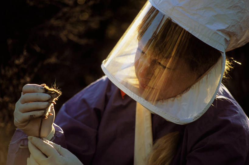成年人,中年人,横图,室外,白天,野生动物,微生物,美国,拿着,动物,生病,摄影,保护,鼠,病毒,疾病,美洲,新墨西哥,女人,女性,中年女性,彩图