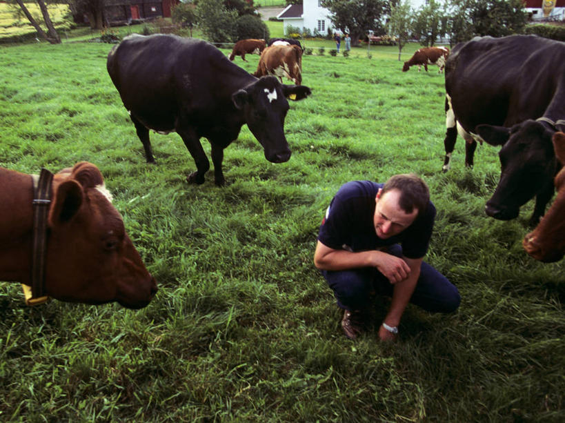 成年人,中年人,农场,横图,室外,白天,农业,牧场,牛,微生物,挪威,欧洲,药,田地,食品,乳牛,动物,医疗用品,生病,摄影,保护,疾病,抗生素,奶制品,西欧,北欧,欧洲文化,斯堪狄纳维亚半岛,母牛,男人,男性,彩图,乳腺炎,家牛