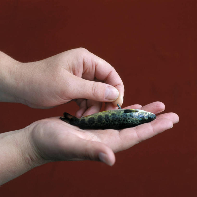 西方人,手,一个人,方图,室内,农业,挪威,欧洲,欧洲人,油炸,鱼类,动物,生病,摄影,部分,抗生素,白种人,海产,彩图,动物行为