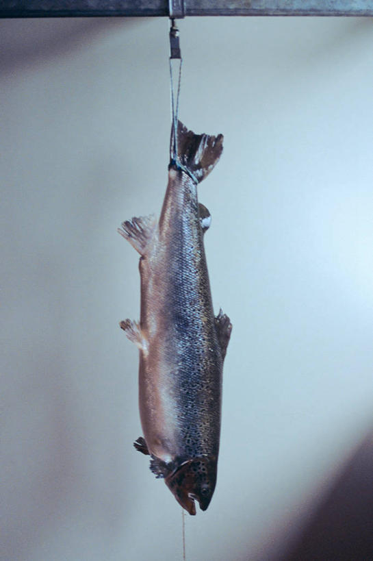 竖图,室内,农业,挪威,欧洲,药,食品,鱼类,动物,医疗用品,生病,摄影,保护,疾病,抗生素,西欧,北欧,户外活动,斯堪狄纳维亚半岛,海产,彩图,钓鱼