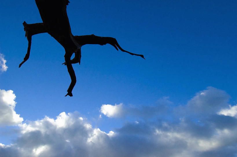 无人,横图,室外,白天,留白,寂寞,松树,云,高处,枝,树,摄影,加利福尼亚,逆光,纯净,白山山脉,狐尾松,彩图