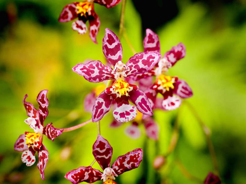 无人,横图,室外,特写,白天,花,红色,摄影,宁静,热带气候,兰花,彩图