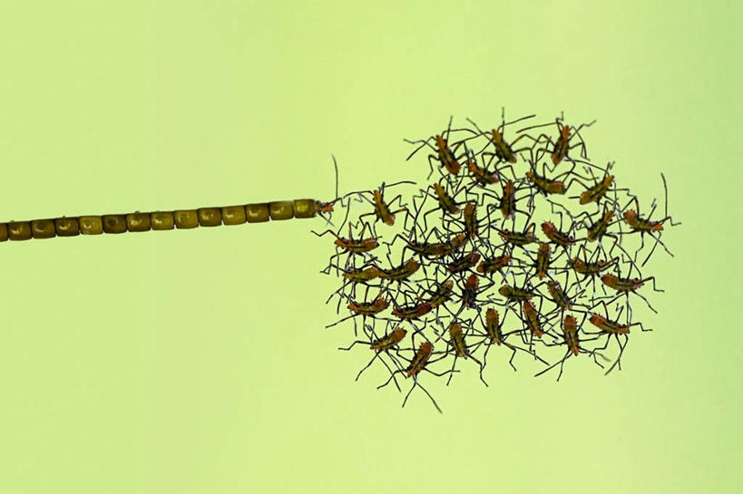 无人,横图,特写,一群,许多,昆虫,很多,串,绿色,摄影,孵化,显现,开端,彩图,受精卵