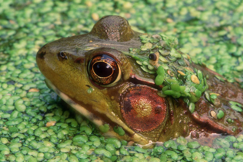 无人,横图,室外,特写,白天,侧面,青蛙,野生动物,池塘,浮萍,自然,动物,摄影,沼泽,北美,隐藏,显现,伪装,潘塔纳尔湿地,彩图