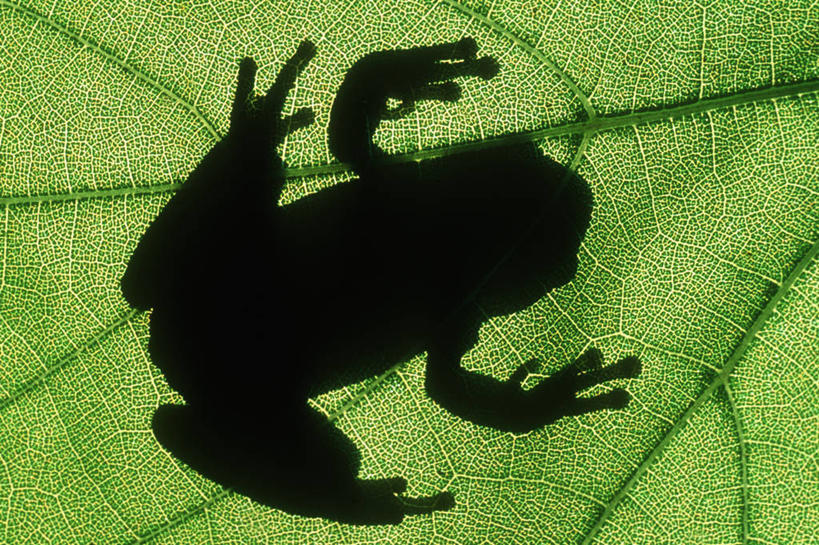 无人,横图,室外,特写,白天,友谊,青蛙,叶子,阴影,绿色,自然,动物,休息,放松,摄影,剪影,叶绿素,休闲活动,彩图