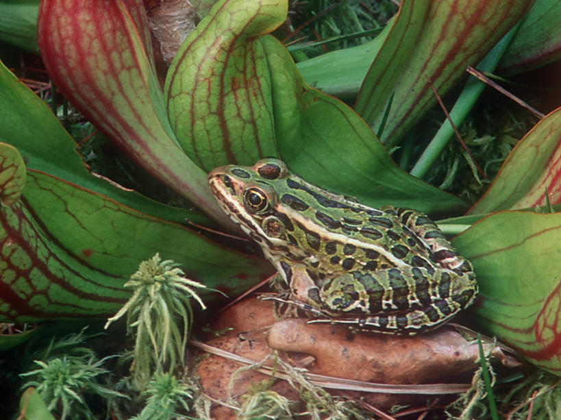 无人,横图,室外,特写,白天,青蛙,野生动物,美国,斑点,绿色,自然,摄影,沼泽,北美,北美洲,美洲,北亚美利加洲,亚美利加洲,密歇根,密歇根州,貂熊州,狼獾之州,狼獾州,潘塔纳尔湿地,彩图,美利坚合众国