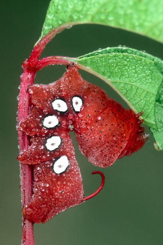 无人,吃,竖图,室外,特写,白天,侧面,抽象,水,叶子,湿,昆虫,斑点,水滴,红色,自然,摄影,栖息,蛾,伪装,幼虫,饥饿,式样,毛虫,咀嚼,彩图,饿