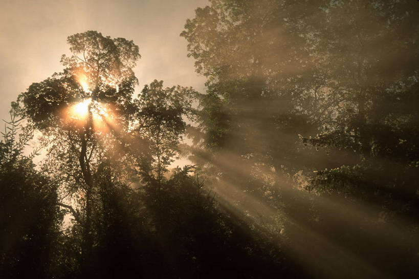 无人,横图,室外,白天,镜头眩光,森林,树林,太阳,植物,雾,折射,光束,光线,光,光芒,黎明,树,树木,绿色,自然,夏天,摄影,生长,成长,明亮,照亮,早晨,照明设备,树梢,光合作用,灵性,彩图,神
