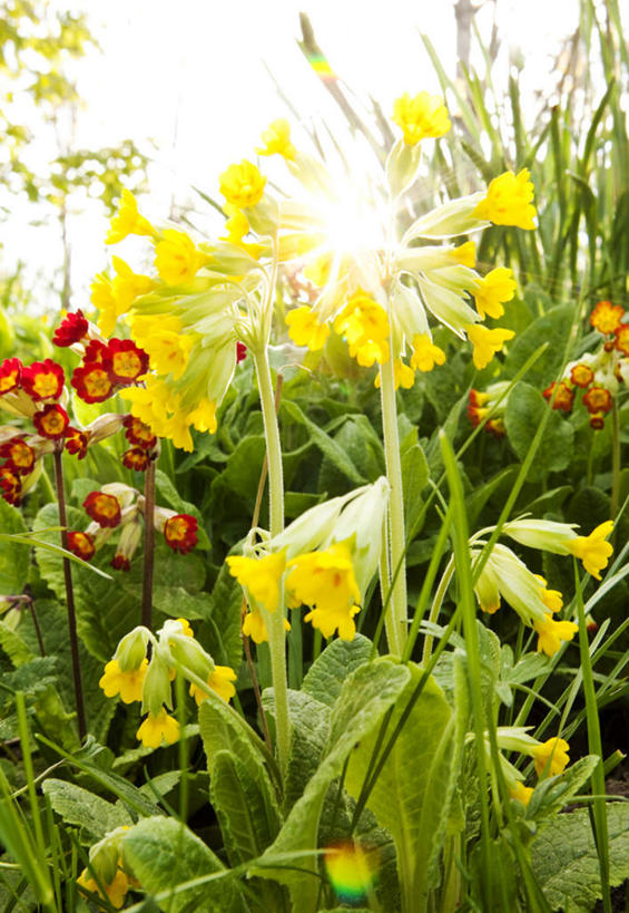 无人,竖图,室外,白天,正面,旅游,度假,美景,植物,瑞典,欧洲,许多,阴影,盛开,光线,影子,景观,背光,娱乐,花,花瓣,花朵,花卉,鲜花,黄色,红色,阳光,自然,花蕊,享受,休闲,景色,放松,斯堪的纳维亚,自然风光,北欧,斯堪的纳维亚半岛,逆光,瑞典王国,黄花九轮草,彩图