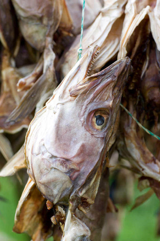 海鲜,无人,竖图,室外,白天,正面,旅游,度假,美景,欧洲,冰岛,许多,干燥,鱼,景观,很多,娱乐,水产,鱼类,海洋生物,自然,享受,休闲,景色,放松,枯燥,自然风光,北欧,水生动物,海产品,水生物,海底动物,冰岛共和国,半身,彩图