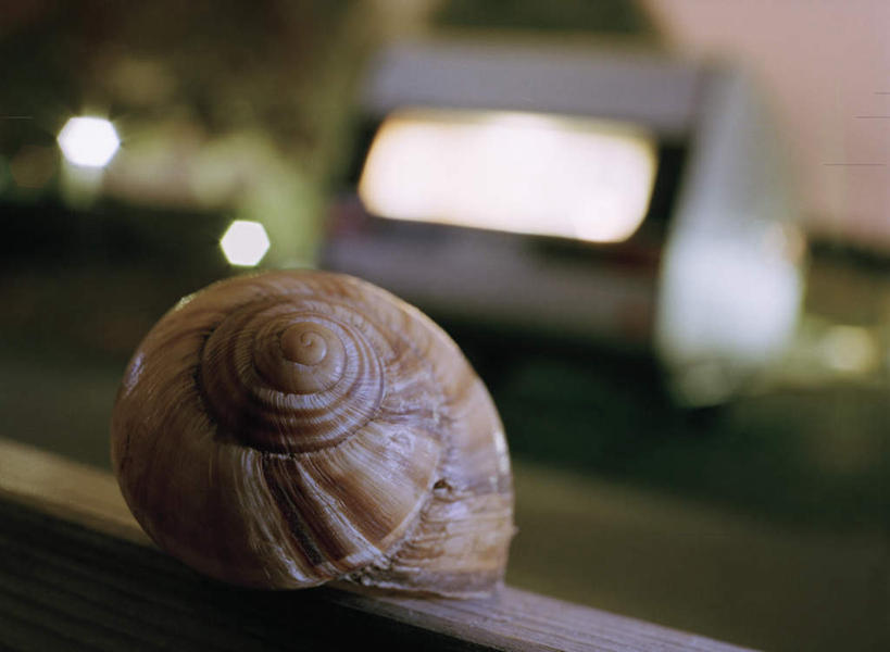 无人,横图,室外,白天,正面,道路,路,公路,汽车,一辆,蜷缩,阴影,朦胧,模糊,光线,蜗牛,影子,交通,车,一只,阳光,动物,交通工具,轿车,害怕,软体动物,胆怯,载具,畏惧,马路,彩图,全身