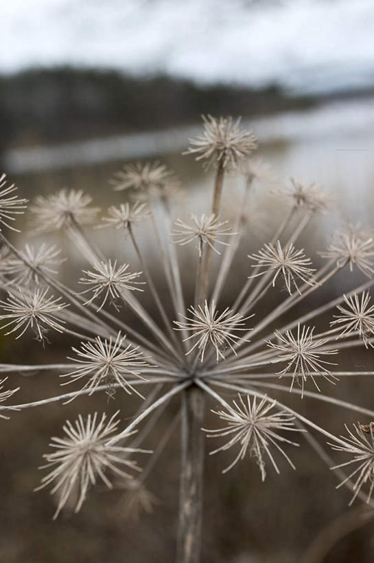 无人,竖图,室外,白天,正面,旅游,度假,美景,植物,当归,瑞典,欧洲,朦胧,模糊,景观,根,草药,药草,娱乐,中药,一个,自然,享受,休闲,景色,放松,单个,斯堪的纳维亚,自然风光,北欧,斯堪的纳维亚半岛,药材,中草药,中药材,本草,瑞典王国,云归,西当归,秦归,岷当归,彩图