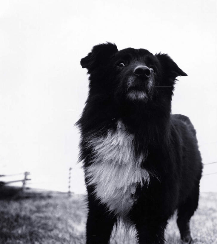 无人,站,竖图,黑白,室外,白天,正面,草地,草坪,植物,宠物,狗,欧洲,冰岛,阴影,朦胧,模糊,光线,影子,注视,苏格兰牧羊犬,草,一只,蓝色,绿色,黑色,蓝天,天空,阳光,动物,天,观察,看,站着,张嘴,可爱,牧羊犬,观看,察看,关注,北欧,张大嘴巴,柯利牧羊犬,忠诚,冰岛共和国,柯利犬,苏牧,张开嘴,犬,站立,半身