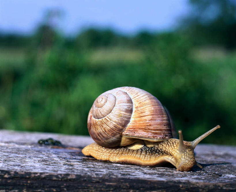 无人,横图,室外,特写,白天,侧面,旅游,度假,缓慢,草地,草坪,石头,美景,植物,瑞典,欧洲,阴影,朦胧,模糊,光线,蜗牛,石子,影子,景观,注视,娱乐,草,树,树木,一只,蓝色,绿色,蓝天,天空,阳光,自然,动物,天,观察,看,享受,休闲,爬,景色,放松,生长,晴朗,成长,观看,软体动物,察看,斯堪的纳维亚,关注,自然风光,北欧,斯堪的纳维亚半岛,万里无云,瑞典王国,迟钝,迟缓,石块,岩石,晴空,晴空万里,彩图,全身