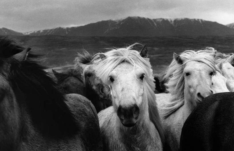 无人,站,横图,黑白,室外,白天,正面,旅游,度假,草地,草坪,石头,美景,山,山脉,植物,马,野生动物,欧洲,冰岛,一群,许多,阴影,光线,石子,影子,景观,山峰,山峦,很多,注视,娱乐,草,绿色,阳光,自然,动物,群山,观察,看,站着,享受,休闲,景色,放松,运输,牲畜,观看,察看,关注,自然风光,北欧,冰岛共和国,冰岛马,石块,岩石,站立,半身