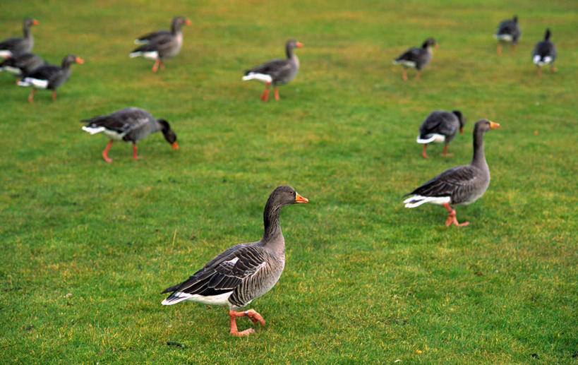 无人,站,横图,室外,白天,侧面,旅游,度假,草地,草坪,美景,植物,鹅,鸟,欧洲,冰岛,许多,鸟类,水鸟,景观,很多,注视,娱乐,草,绿色,自然,观察,看,站着,享受,休闲,景色,放松,观看,察看,关注,自然风光,北欧,加拿大鹅,冰岛共和国,站立,彩图,全身