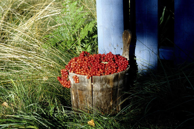 无人,栏杆,横图,俯视,室外,白天,旅游,度假,草地,草坪,美景,植物,浆果,水果,瑞典,欧洲,一堆,阴影,堆叠,堆积,新鲜,平静,光线,木桶,桶,影子,栅栏,景观,篱笆,围栏,桑葚,桑椹,生食,食品,果实,娱乐,护栏,草,食物,红色,绿色,阳光,自然,容器,覆盆子,享受,休闲,景色,安静,放松,有机食品,绿色食品,储藏,堆,宁静,斯堪的纳维亚,储存,静谧,自然风光,北欧,斯堪的纳维亚半岛,沉静,恬静,安祥,僻静,清静,太平,瑞典王国,充满,充溢,满盈,彩图,高角度拍摄,贮存