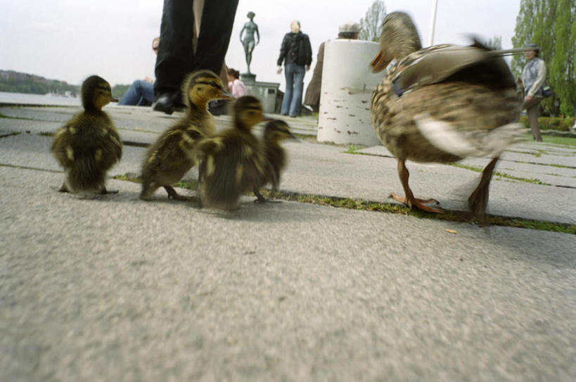 西方人,家庭,站,走,横图,室外,白天,正面,草地,草坪,植物,道路,路,鸟,羽毛,雕塑,欧洲,欧洲人,阴影,朦胧,模糊,轻盈,柔软,艺术,装饰,光线,鸟类,鸭,雕刻,雕像,影子,小路,交通,许多人,家禽,草,树,树木,绿色,阳光,自然,动物,工艺品,站着,一群人,温暖,温馨,一家人,牲畜,生长,成长,纪念,美术,和睦,主题,陈列,秋沙鸭,功能,美学,轻柔,普通秋沙鸭,莎鸭,男人,男性,年轻男性,年轻女性,女人,女性,白种人,步行,站立,走路,半身,彩图,融洽