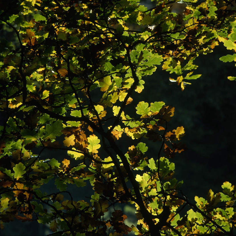 无人,横图,室外,特写,白天,仰视,旅游,度假,美景,植物,叶子,欧洲,阴影,光线,密集,影子,景观,绿叶,娱乐,树,树木,绿色,阳光,自然,享受,休闲,嫩叶,景色,放松,生长,成长,自然风光,鳞集,辘集,麋集,叶,叶片,彩图,低角度拍摄