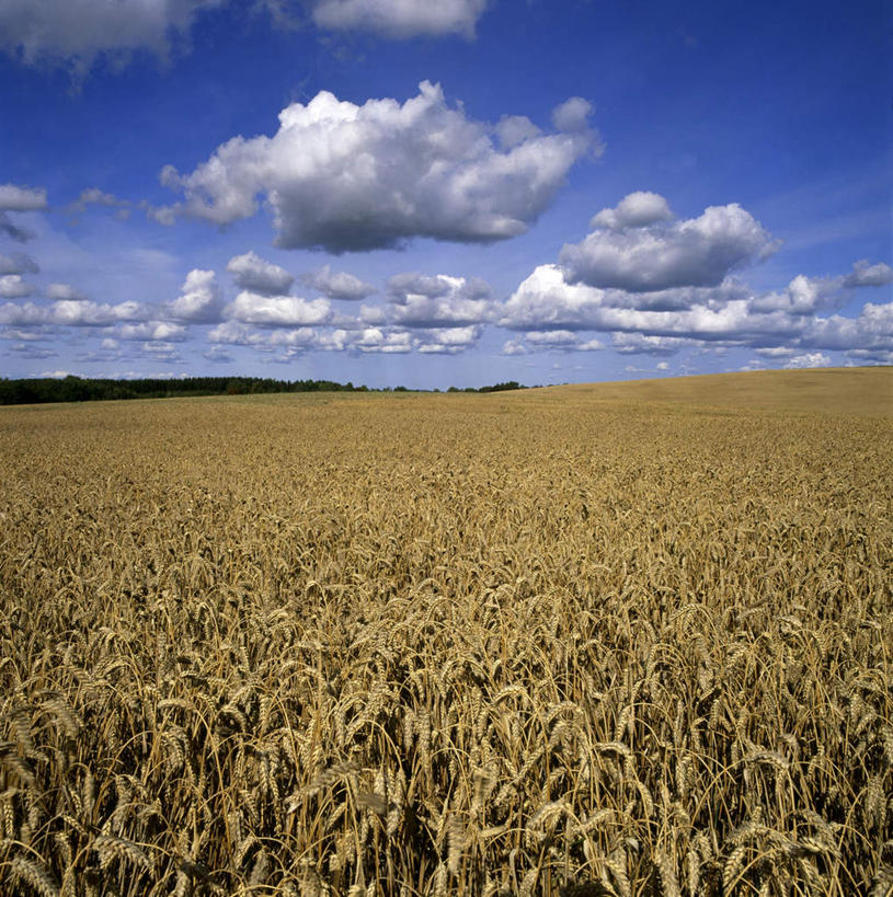 无人,农田,竖图,俯视,室外,特写,白天,旅游,度假,庄稼,农作物,小麦,美景,植物,阴影,光线,密集,影子,景观,云,云朵,谷物,金黄,云彩,娱乐,树,树木,蓝色,绿色,白云,蓝天,天空,阳光,自然,天,享受,休闲,景色,放松,麦子,生长,成长,自然风光,鳞集,辘集,麋集,彩图,高角度拍摄,耕地,庄稼田