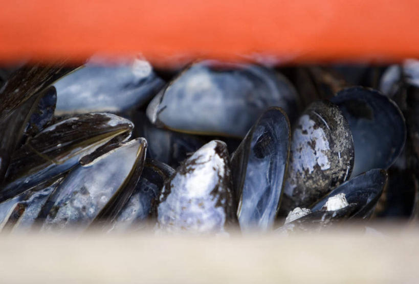 海鲜,无人,横图,俯视,室外,特写,白天,贝壳,一堆,许多,阴影,堆叠,堆积,朦胧,模糊,光线,密集,影子,水产,海洋生物,阳光,堆,水生动物,海产品,贻贝,水生物,海底动物,海虹,淡菜,壳菜,青口,鳞集,辘集,麋集,彩图,高角度拍摄,全身