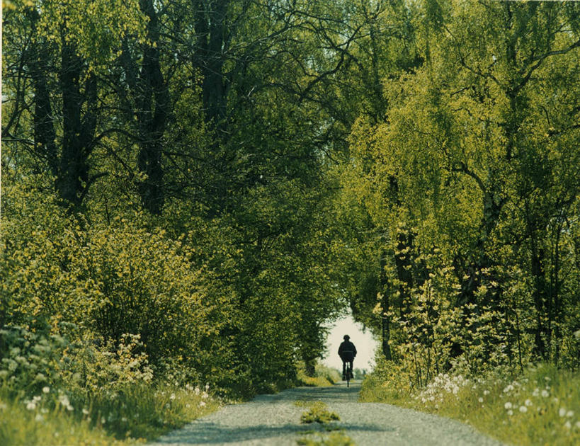 西方人,一个人,坐,横图,室外,白天,正面,旅游,度假,草地,草坪,石头,美景,植物,道路,路,自行车,瑞典,欧洲,欧洲人,仅一个男性,仅一个人,一堆,一辆,一排,阴影,堆叠,堆积,整齐,光线,石子,影子,景观,小路,交通,注视,娱乐,车,脚踏车,草,树,树木,排列,仅一个年轻男性,骑,绿色,阳光,自然,交通工具,观察,看,享受,休闲,景色,放松,乡间小路,生长,成长,观看,堆,察看,斯堪的纳维亚,队列,关注,自然风光,载具,北欧,斯堪的纳维亚半岛,哥得兰岛,哥得兰省,哥特兰,哥特兰省,瑞典王国,男人,男性,年轻男性,白种人,石块,坐着,彩图,全身