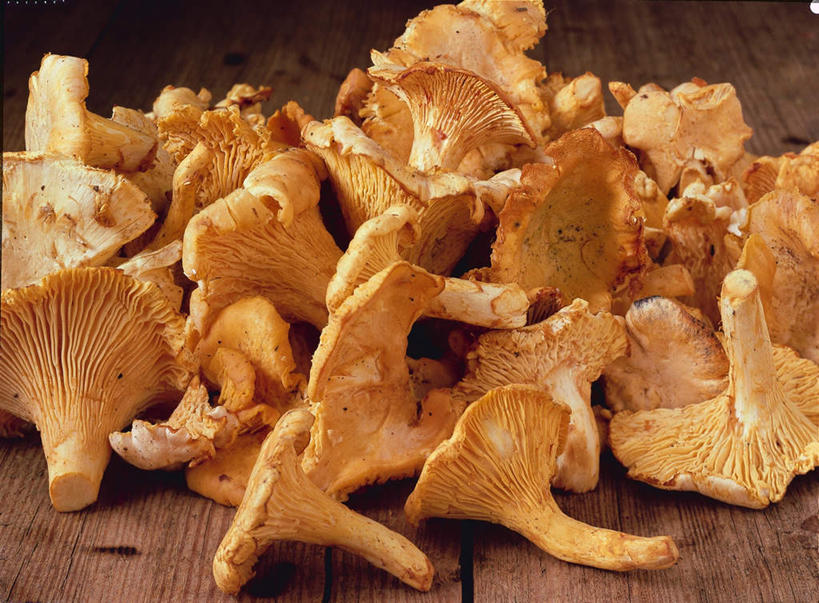 无人,横图,俯视,室内,白天,桌面,桌子,一堆,阴影,堆叠,堆积,形状,丰富,光线,木制,影子,灯光,菌菇,丰盛,营养,菌类,木制品,食用菌,堆,鸡油菌,形态,外形,丰硕,养分,杏黄菌,杏菌,丰厚,富厚,厚实,彩图,高角度拍摄