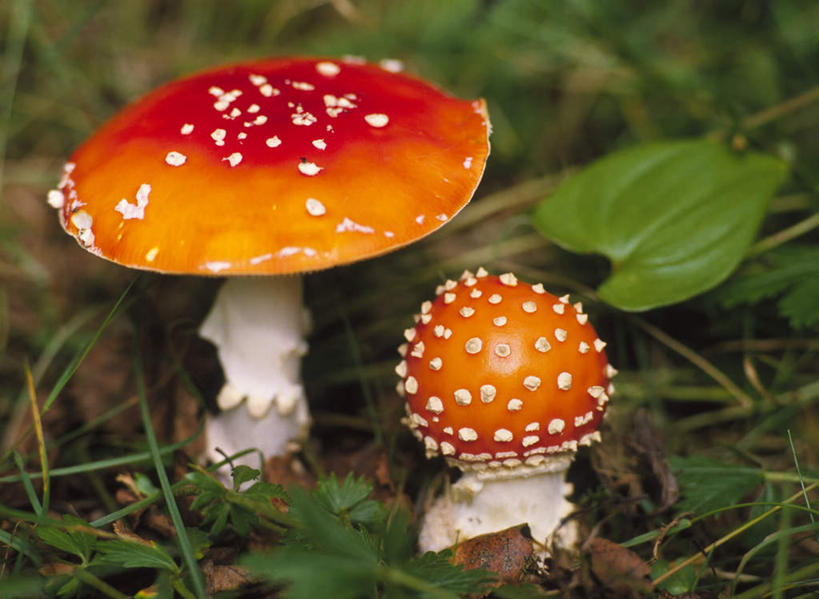 无人,横图,俯视,室外,白天,旅游,度假,草地,草坪,美景,植物,朦胧,模糊,圆点,斑点,景观,菌菇,菌类,娱乐,草,两个,红色,绿色,自然,享受,休闲,景色,放松,有毒,自然风光,毒蝇伞,毒蝇鹅膏菌,哈蟆菌,捕蝇菌,毒蝇菌,彩图,高角度拍摄