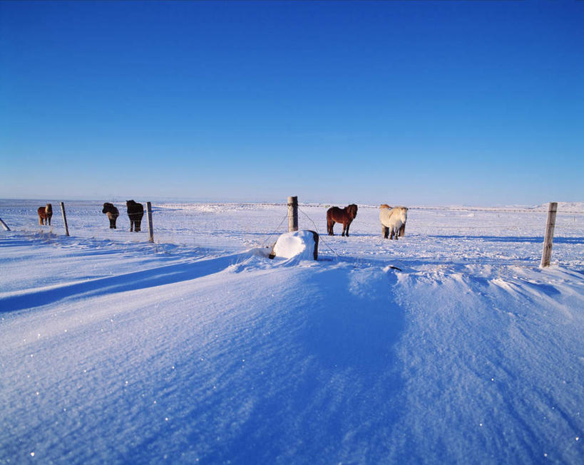 无人,农场,栏杆,站,横图,室外,白天,正面,旅游,度假,畜牧业,牧场,美景,雪,大雪,马,野生动物,覆盖,阴影,光线,木制,影子,栅栏,积雪,景观,篱笆,雪景,冬季,冬天,围栏,注视,娱乐,护栏,五匹,蓝色,蓝天,天空,阳光,自然,动物,木制品,天,观察,看,站着,享受,休闲,景色,放松,寒冷,运输,牲畜,晴朗,观看,察看,关注,自然风光,遮盖,畜牧,万里无云,牧业,严寒,笼罩,笼盖,晴空,晴空万里,站立,彩图,全身