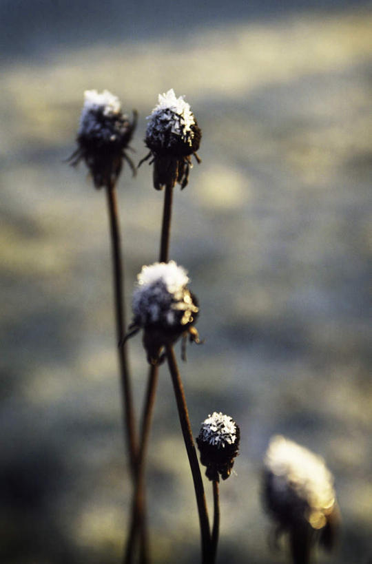 无人,竖图,俯视,室外,特写,白天,旅游,度假,美景,四朵,阴影,枯萎,朦胧,模糊,盛开,光线,影子,景观,花蕾,娱乐,花,花瓣,花朵,鲜花,阳光,自然,花苞,花蕊,享受,休闲,景色,放松,死亡,自然风光,冻结,枯败,彩图,高角度拍摄