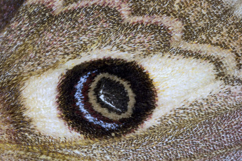 眼睛,无人,横图,俯视,室内,特写,白天,蝴蝶,瞳孔,纹路,昆虫,纹理,斑点,一只,白色,动物,眼部,益虫,肌理,眼,彩图,高角度拍摄,全身